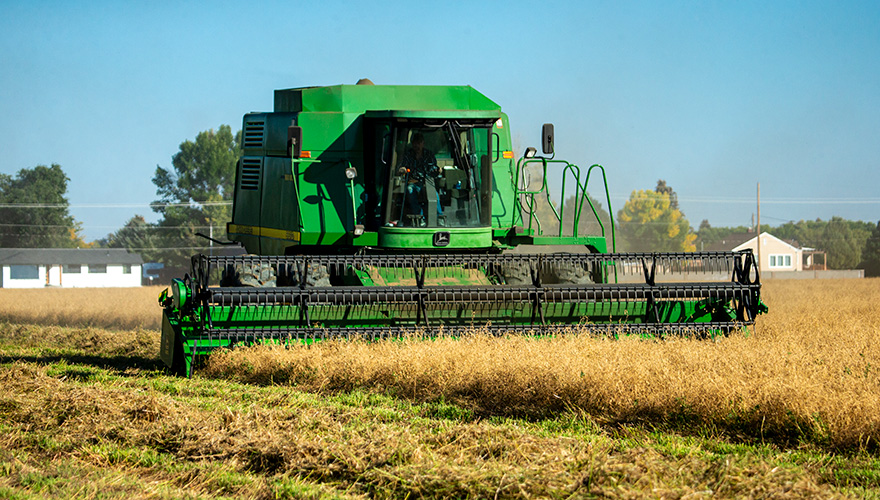 A bright green combine harvesting a field of crops