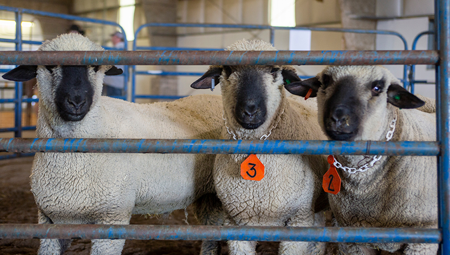 Three sheep looking through the railings directly ahead