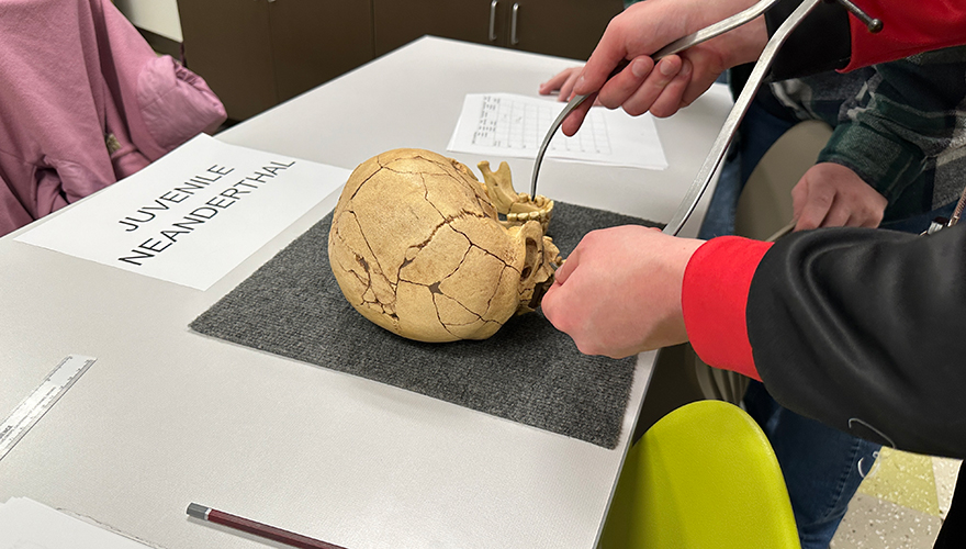 A student's hands examining a neanderthal skull on a black mat on top of a table