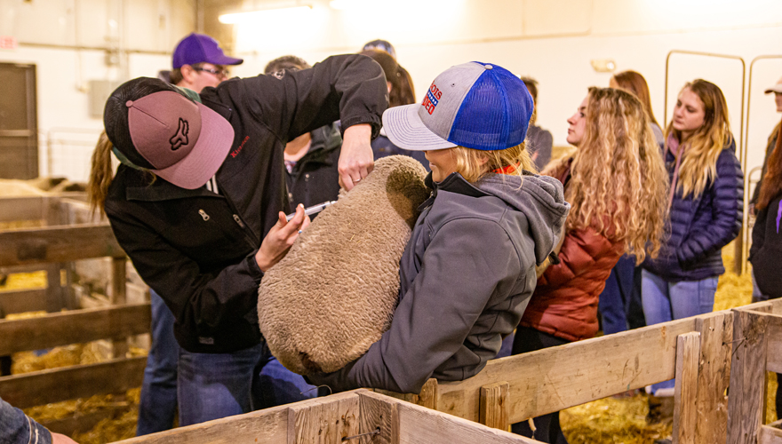 Female student inside a barn wearing a baseball cap and jacket holding a lamb who is receiving an injection from another female student in a baseball cap and jacket