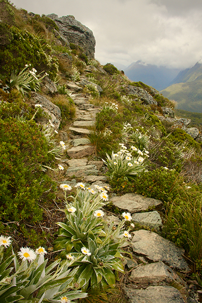 Stone pathway up a mountain