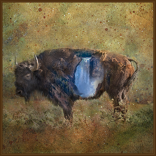 A bison standing in a field withe Lower Falls of the Yellowstone superimposed on the bison