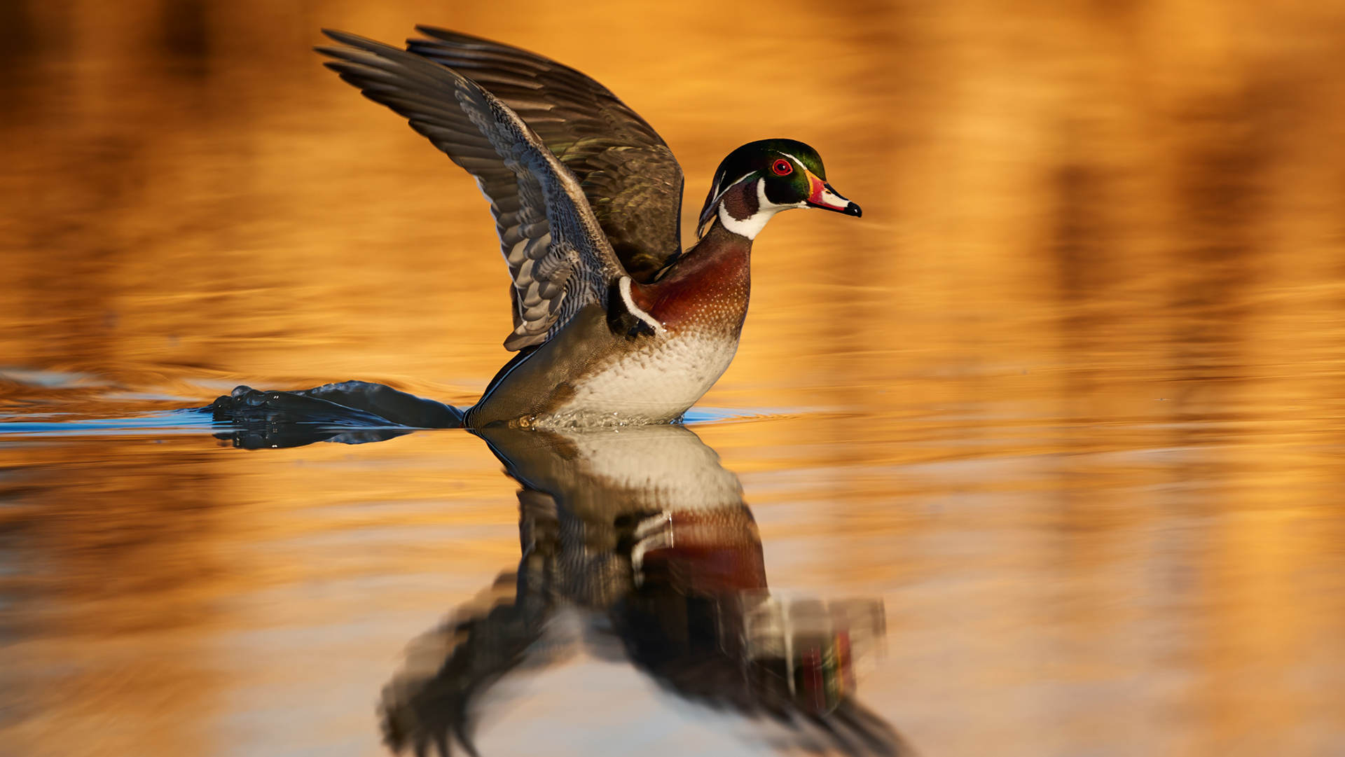 A duck taking off from the water, reflected on the water with other sun-lit reflections